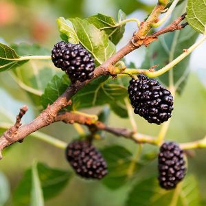 mulberries